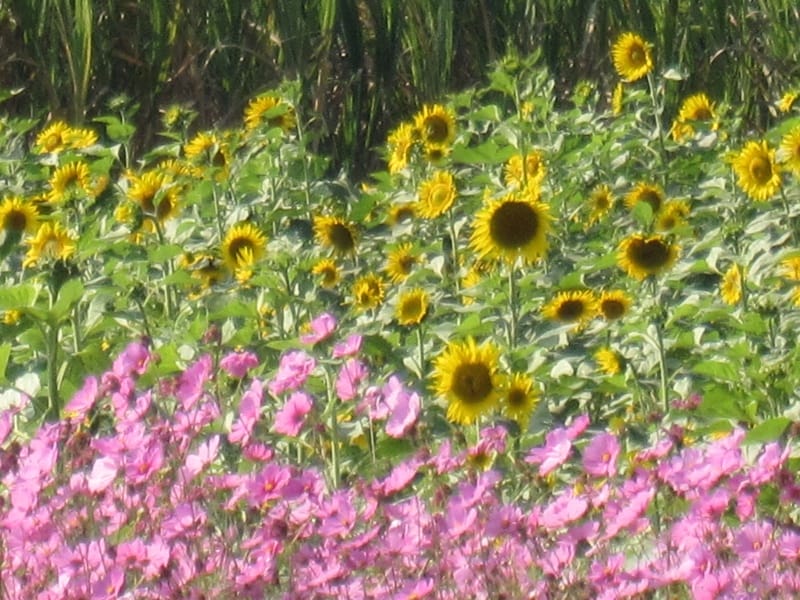 波斯向日葵花海 (1).JPG 波斯向日葵花海 (1).JPG