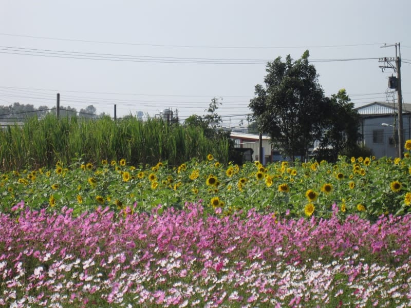 波斯向日葵花海.JPG 波斯向日葵花海.JPG