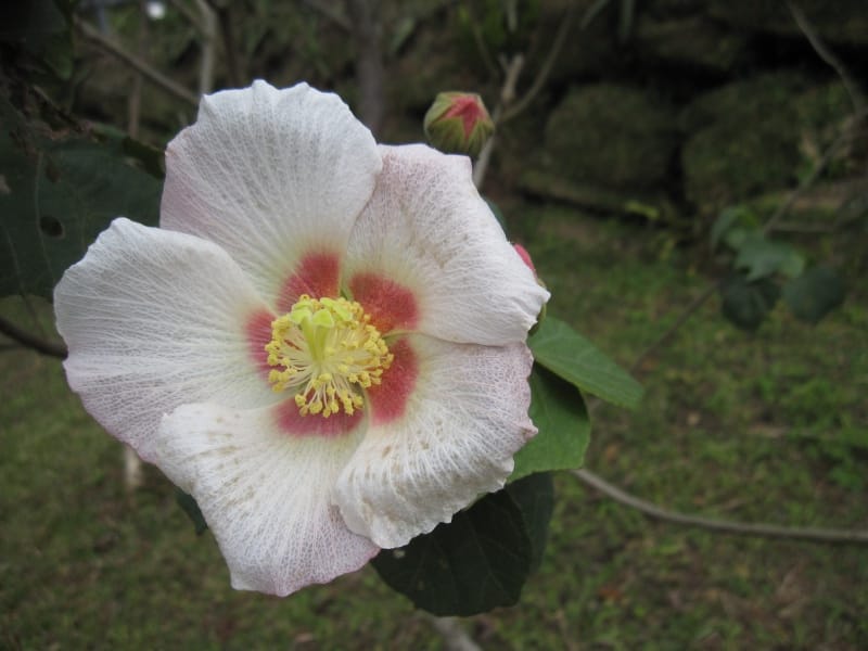 花.JPG