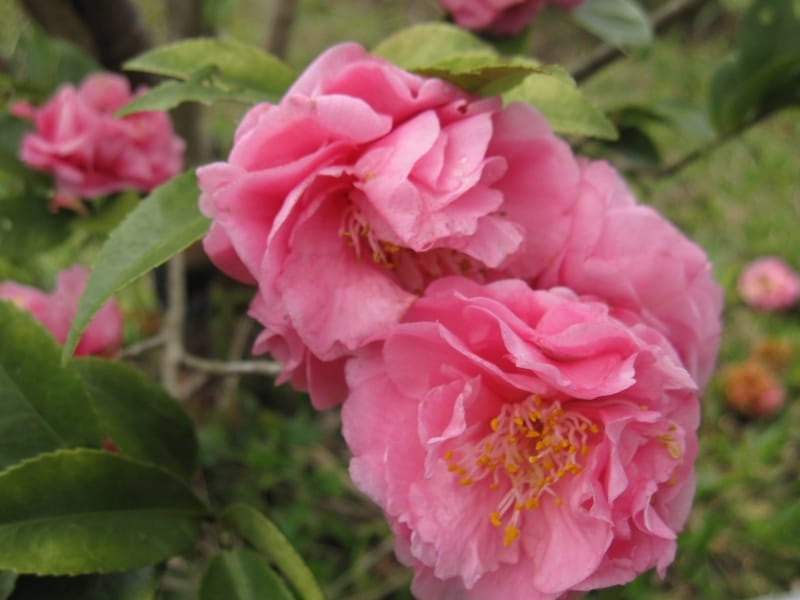 花 (1).jpg