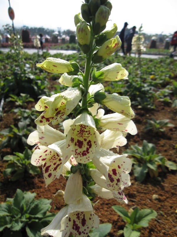 2013南投花卉嘉年華 (38).JPG 2013南投花卉嘉年華 (38).JPG