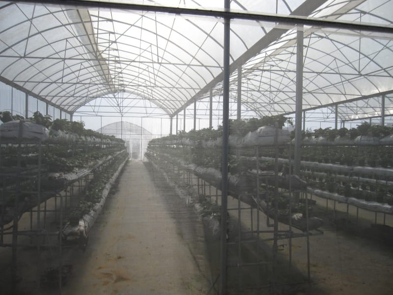 2013南投花卉嘉年華 (58).JPG 2013南投花卉嘉年華 (58).JPG