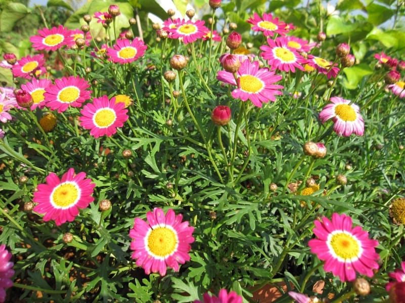 2013南投花卉嘉年華 (52).JPG 2013南投花卉嘉年華 (52).JPG