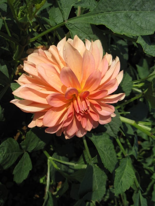 2013南投花卉嘉年華 (32).JPG 2013南投花卉嘉年華 (32).JPG