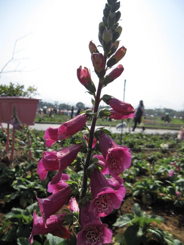 2013南投花卉嘉年華 (39).jpg 2013南投花卉嘉年華 (39).jpg