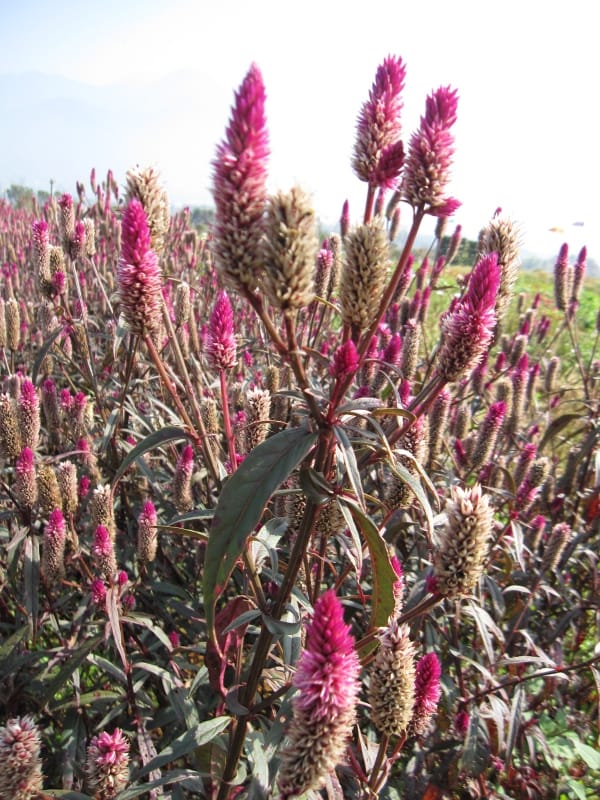 2013南投花卉嘉年華 (46).JPG 2013南投花卉嘉年華 (46).JPG