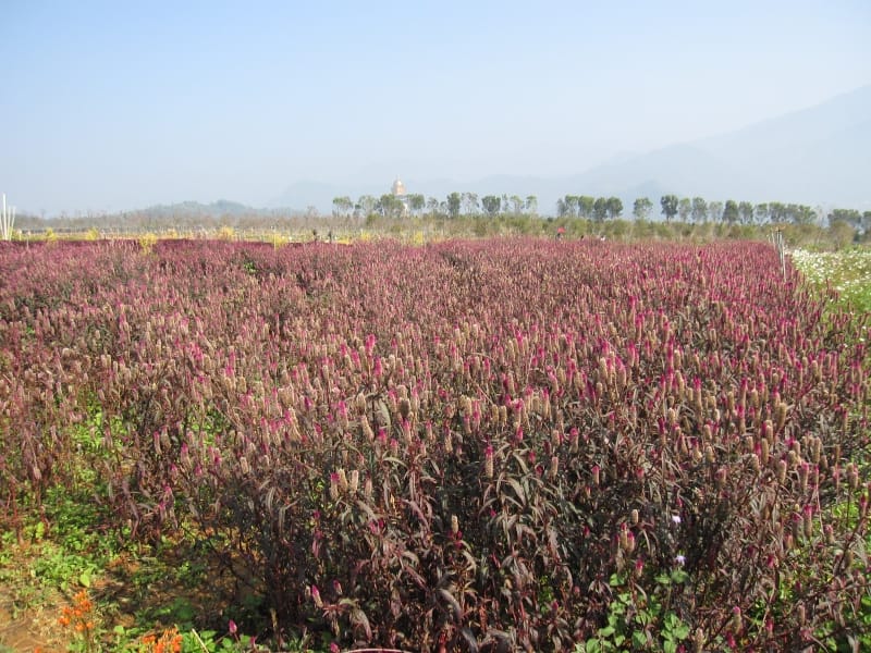 2013南投花卉嘉年華 (45).JPG 2013南投花卉嘉年華 (45).JPG
