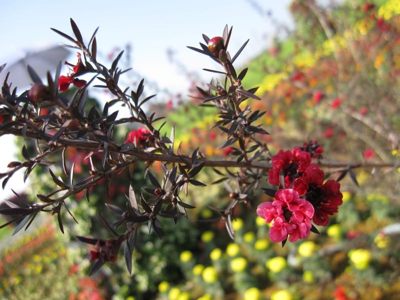 2013南投花卉嘉年華 (30).JPG 2013南投花卉嘉年華 (30).JPG