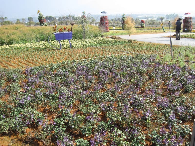 2013南投花卉嘉年華 (41).JPG 2013南投花卉嘉年華 (41).JPG