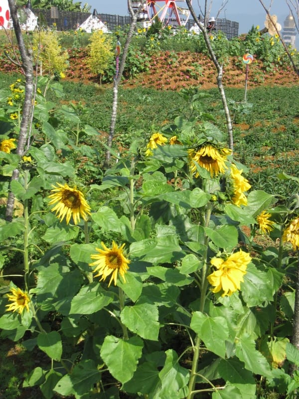 2013南投花卉嘉年華 (60).JPG 2013南投花卉嘉年華 (60).JPG