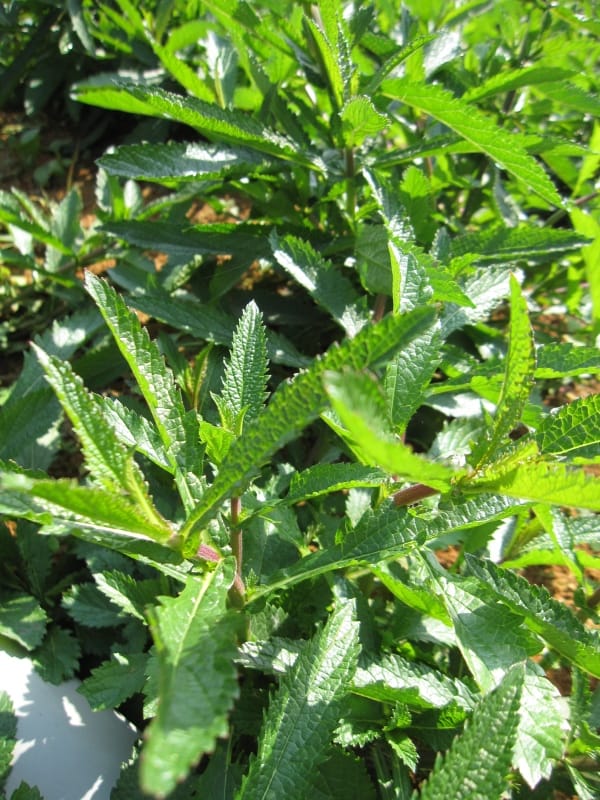 2013南投花卉嘉年華 (56).JPG 2013南投花卉嘉年華 (56).JPG
