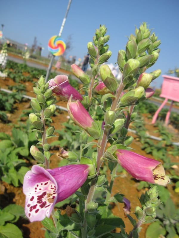 2013南投花卉嘉年華 (37).JPG 2013南投花卉嘉年華 (37).JPG