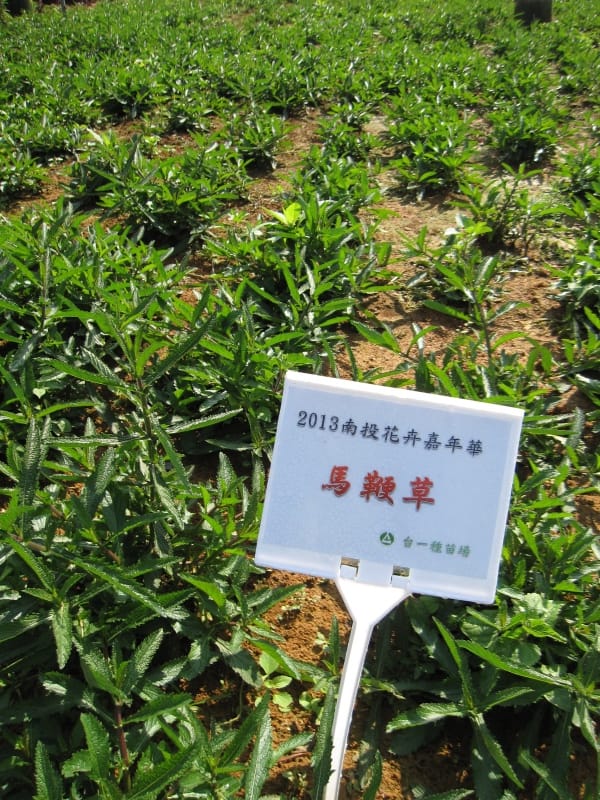 2013南投花卉嘉年華 (55).JPG 2013南投花卉嘉年華 (55).JPG