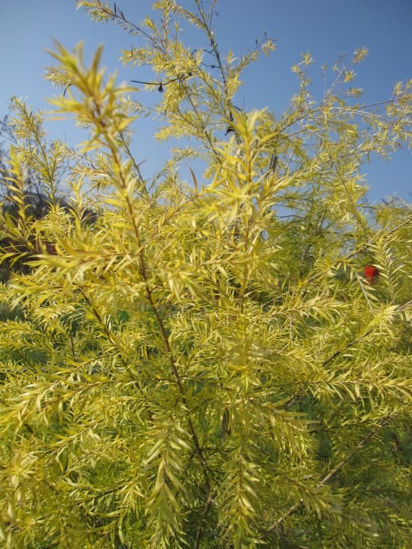 2013南投花卉嘉年華 (25).JPG 2013南投花卉嘉年華 (25).JPG