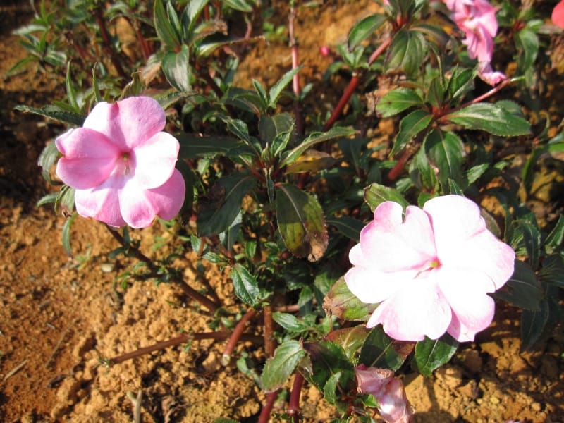 2013南投花卉嘉年華 (36).JPG 2013南投花卉嘉年華 (36).JPG