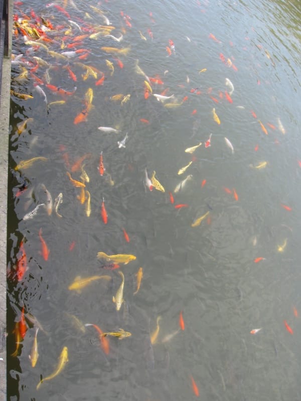 十二寮大埤周邊景點 (10).JPG