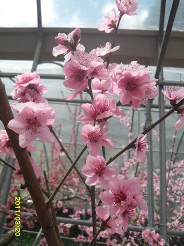 2016梅峰農場『春之饗宴』-「美的循環」桃花生態之美 (活動日期-3/123/27 止)