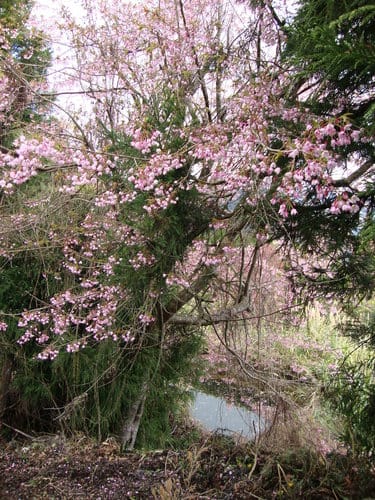 2016梅峰農場『春之饗宴』-「美的循環」桃花生態之美 (活動日期-3/123/27 止)
