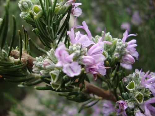 2016梅峰農場『春之饗宴』-「美的循環」桃花生態之美 (活動日期-3/123/27 止)