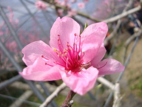 2016梅峰農場『春之饗宴』-「美的循環」桃花生態之美 (活動日期-3/123/27 止)