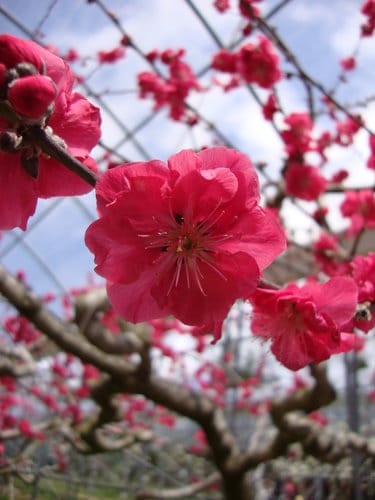 2016梅峰農場『春之饗宴』-「美的循環」桃花生態之美 (活動日期-3/123/27 止)