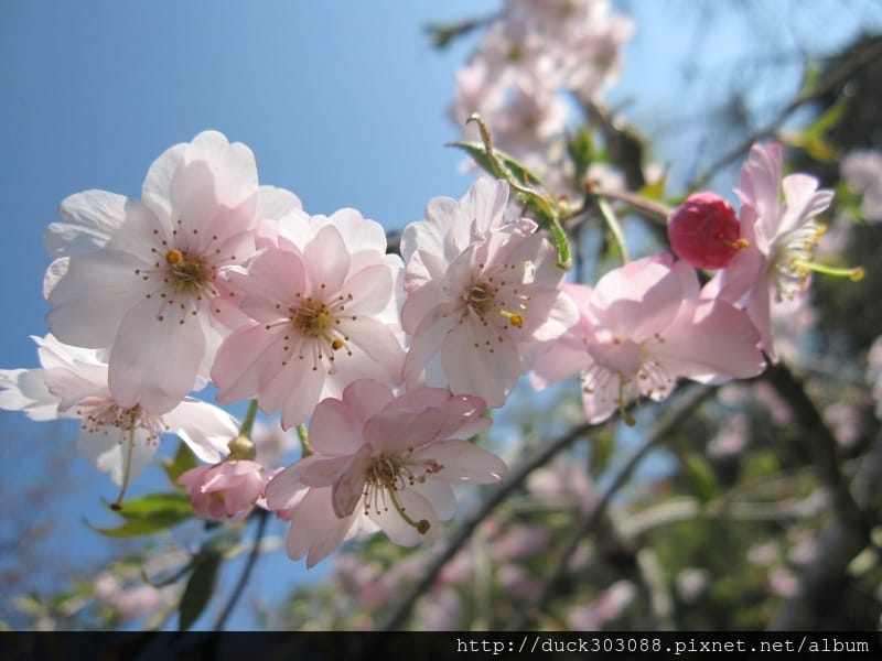阿里山櫻花季2014 (212).JPG
