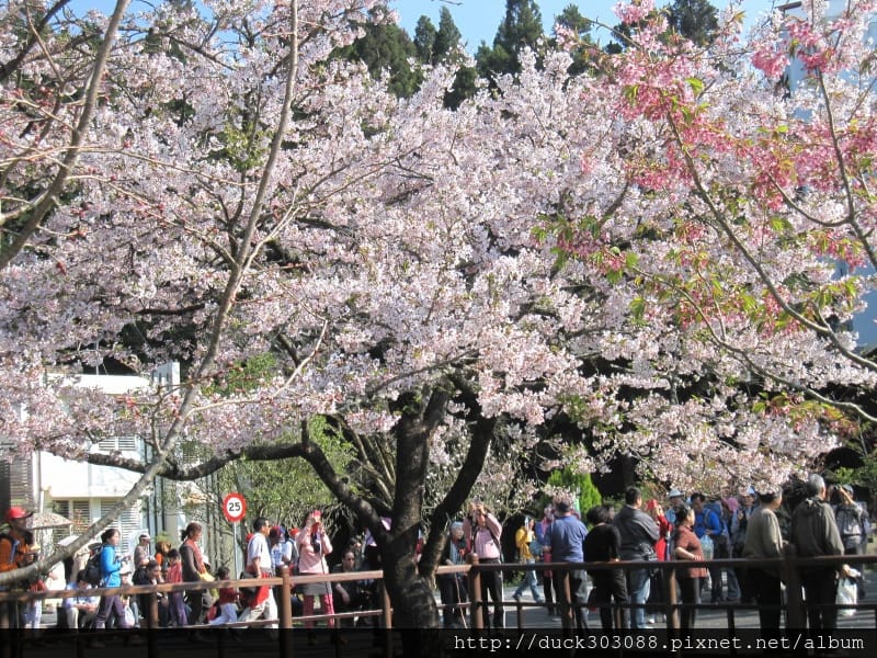 阿里山櫻花季2014 (223).JPG