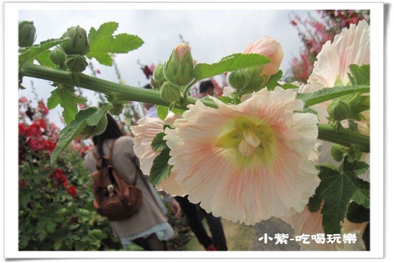 學甲-光華社區 (28).jpg