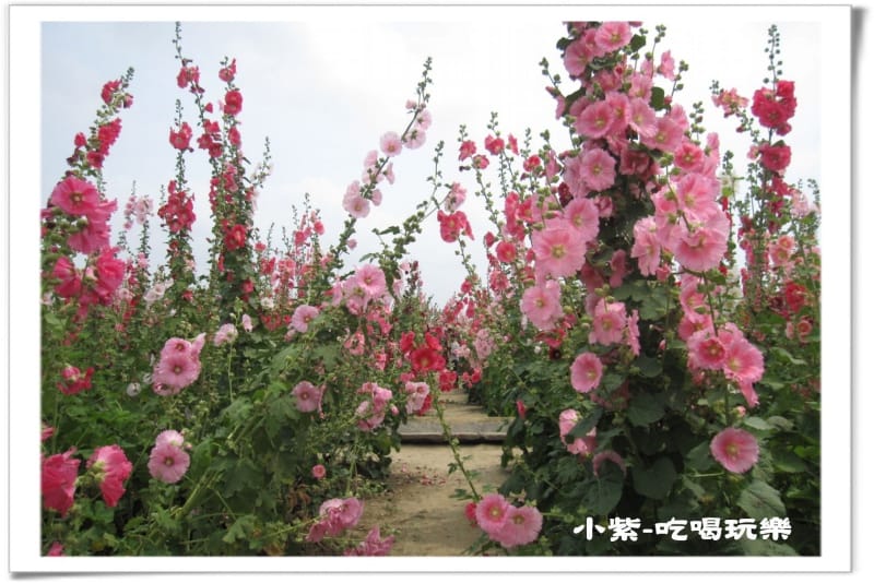 學甲-光華社區 (30).jpg