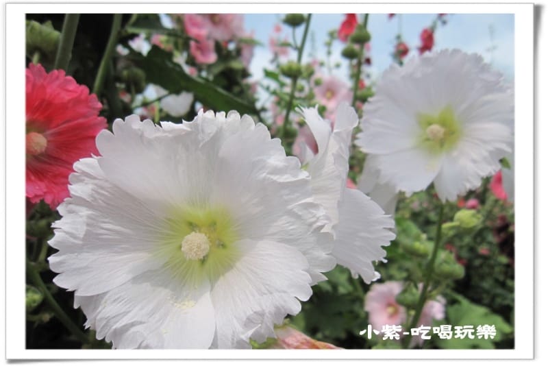 學甲-光華社區 (23).jpg