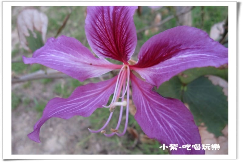 大德國小-艷紫荊.jpg 大德國小-艷紫荊.jpg
