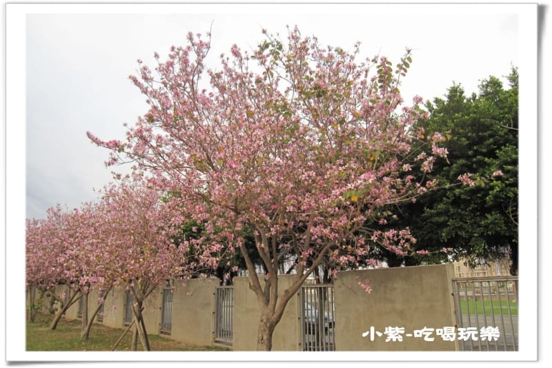 大德國小-羊蹄甲 (12).jpg 大德國小-羊蹄甲 (12).jpg