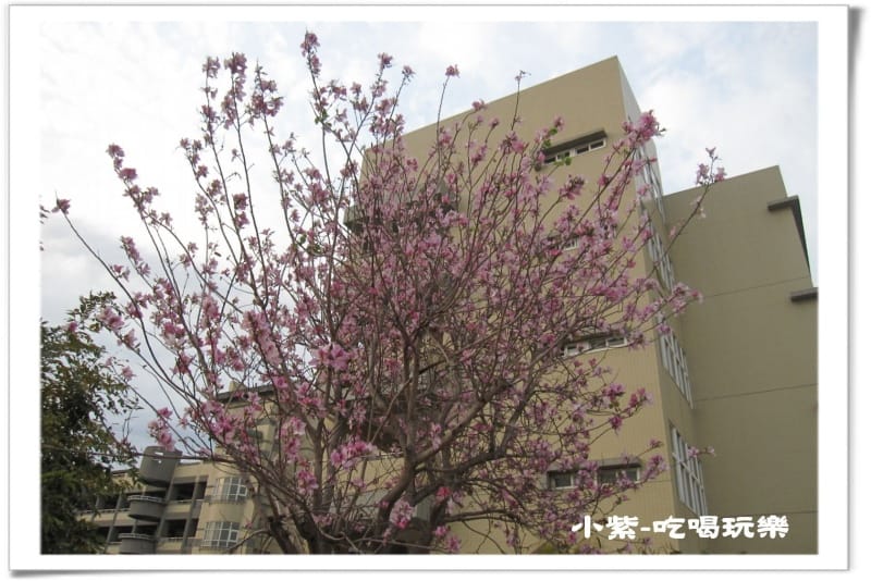 大德國小-羊蹄甲 (14).jpg 大德國小-羊蹄甲 (14).jpg