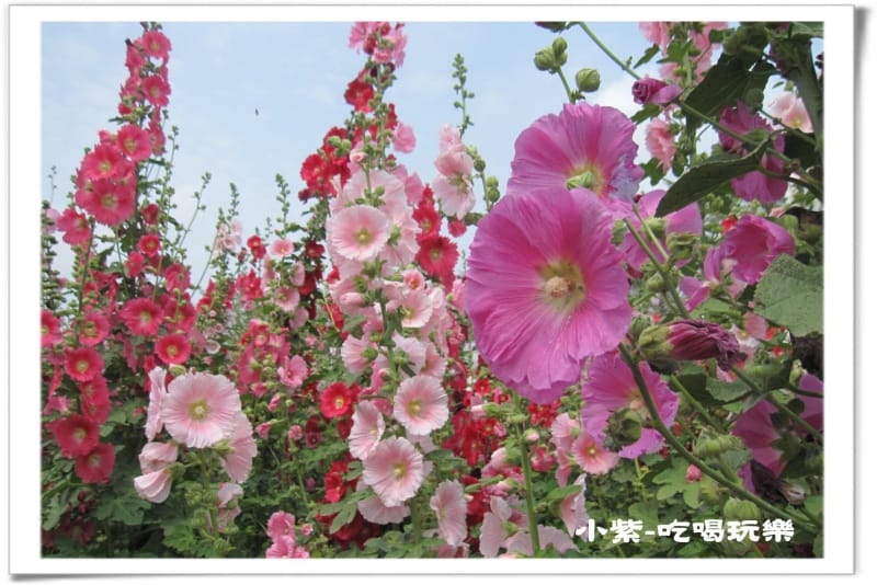 學甲-光華社區 (12).jpg