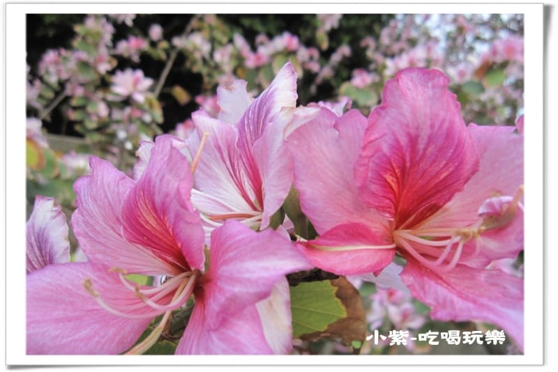 大德國小-羊蹄甲 (10).jpg 大德國小-羊蹄甲 (10).jpg