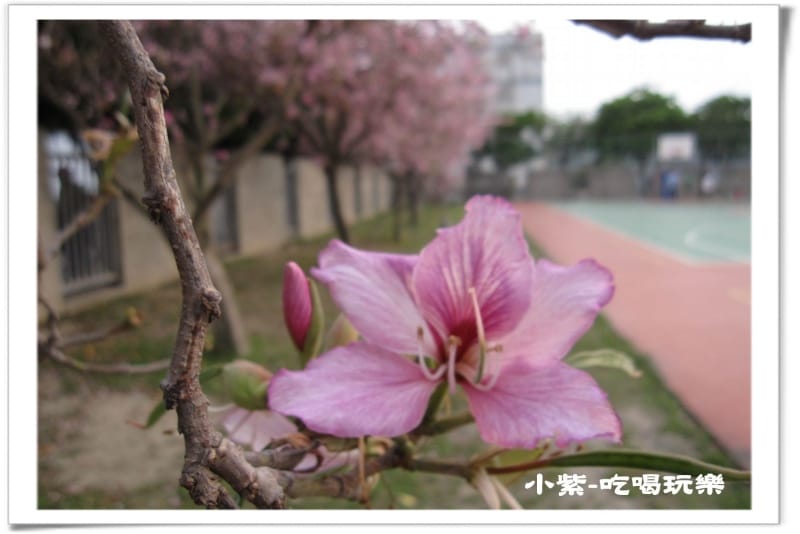 大德國小-羊蹄甲 (4).jpg 大德國小-羊蹄甲 (4).jpg