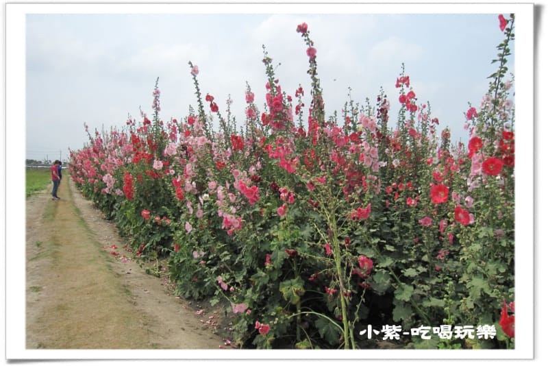 學甲-光華社區 (6).jpg