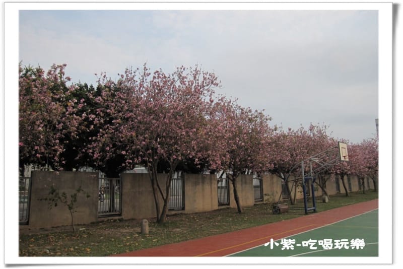大德國小-羊蹄甲 (1).jpg 大德國小-羊蹄甲 (1).jpg