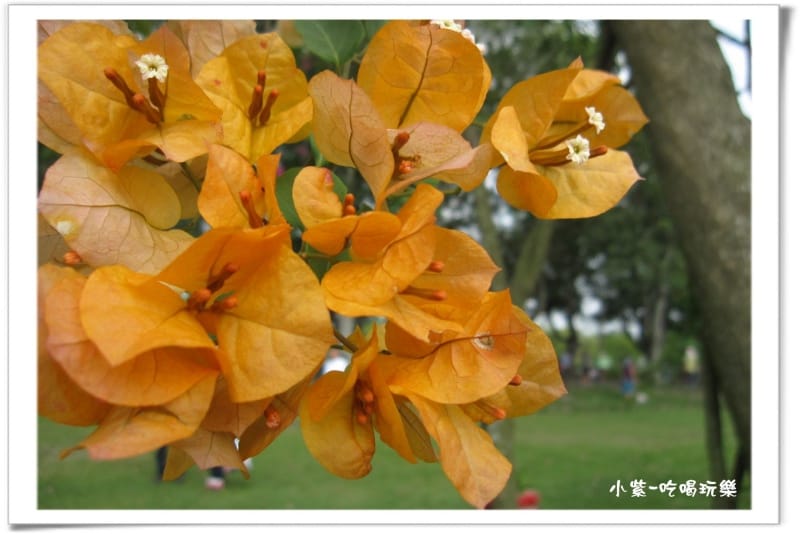 2014.4.13古坑蜜蜂故事館 (3).jpg 2014.4.13古坑蜜蜂故事館 (3).jpg
