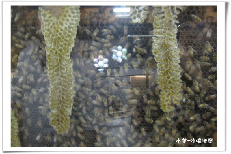 2014.4.13古坑蜜蜂故事館 (24).jpg 2014.4.13古坑蜜蜂故事館 (24).jpg