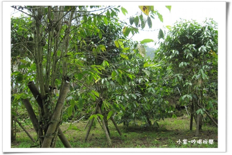 小半天後花園露營區 (86).jpg