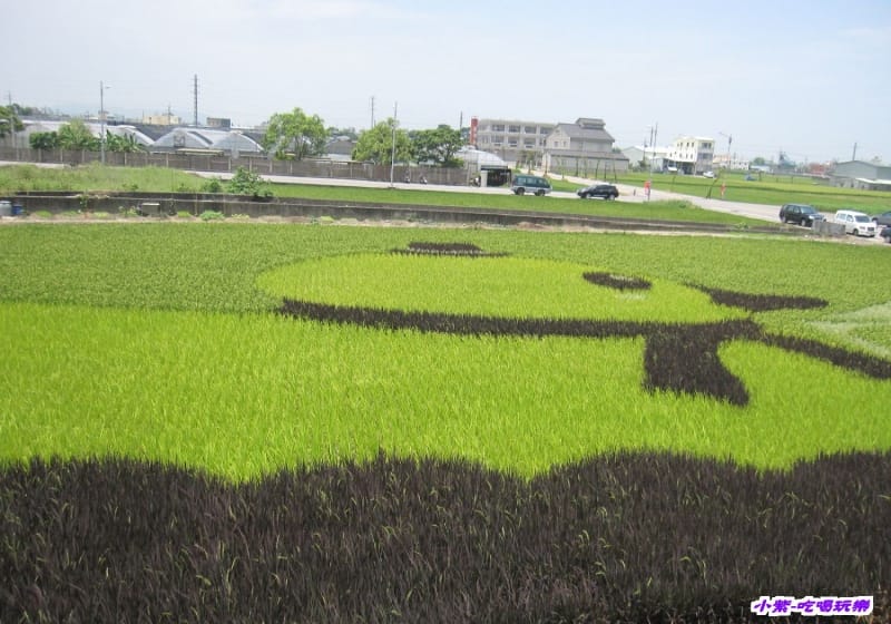 2014.06.13苑裡-彩繪稻田 (7).jpg 2014.06.13苑裡-彩繪稻田 (7).jpg