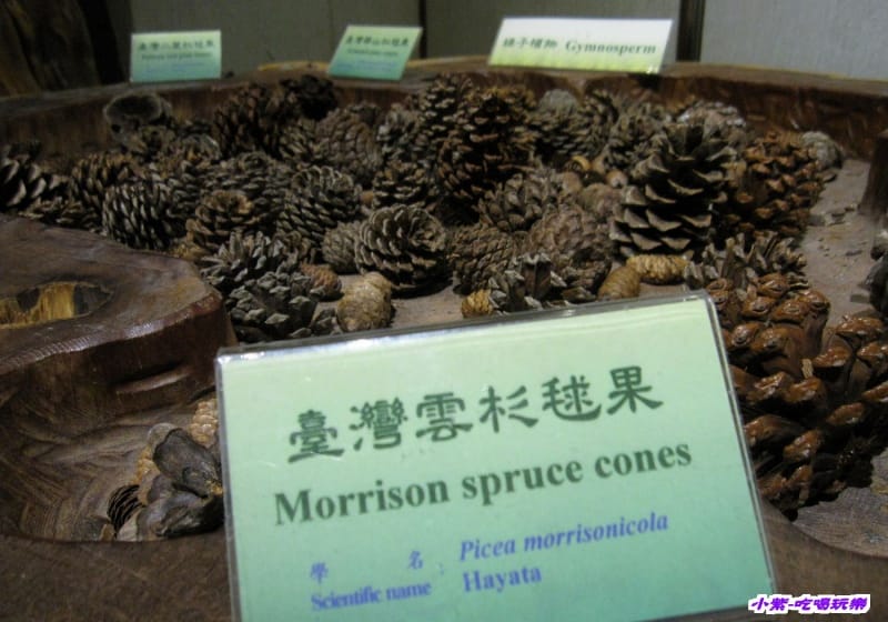 集集特有生物研究中心 (41).jpg 集集特有生物研究中心 (41).jpg