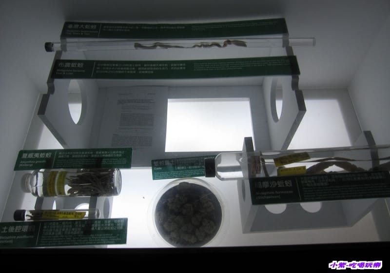 集集特有生物研究中心 (12).jpg 集集特有生物研究中心 (12).jpg