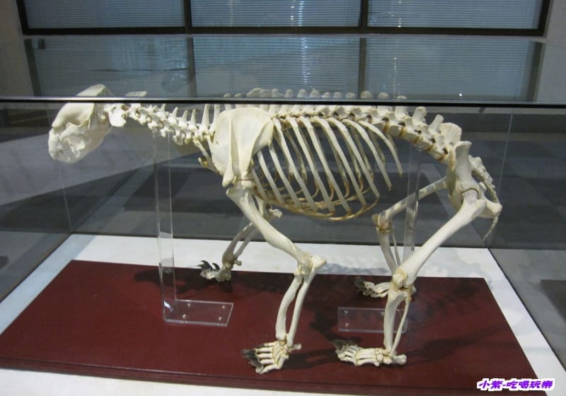 集集特有生物研究中心 (74).jpg 集集特有生物研究中心 (74).jpg
