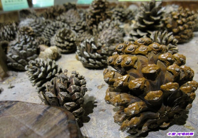 集集特有生物研究中心 (40).jpg 集集特有生物研究中心 (40).jpg