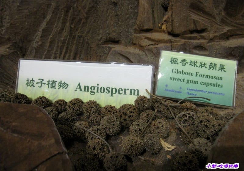 集集特有生物研究中心 (39).jpg 集集特有生物研究中心 (39).jpg