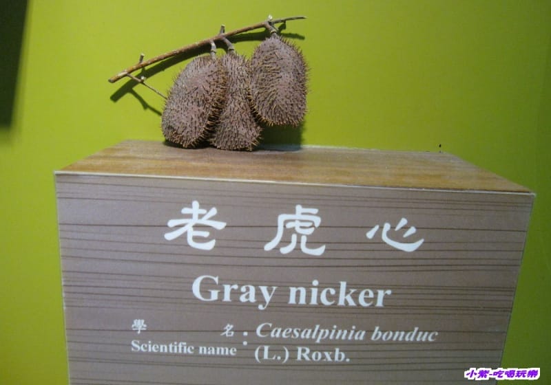 集集特有生物研究中心 (45).jpg 集集特有生物研究中心 (45).jpg