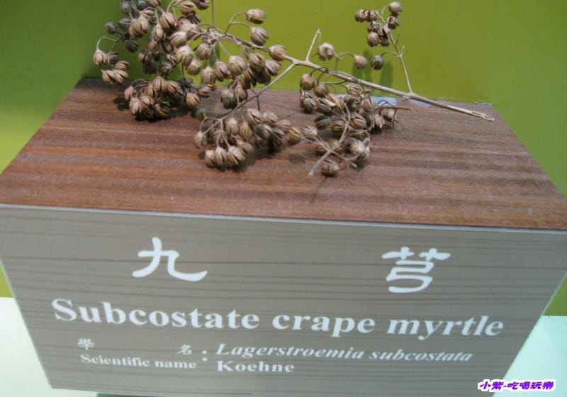 集集特有生物研究中心 (48).jpg 集集特有生物研究中心 (48).jpg