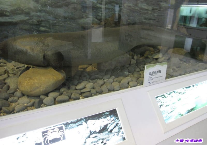 集集特有生物研究中心 (68).jpg 集集特有生物研究中心 (68).jpg